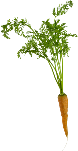 Carrot PNG image-4975